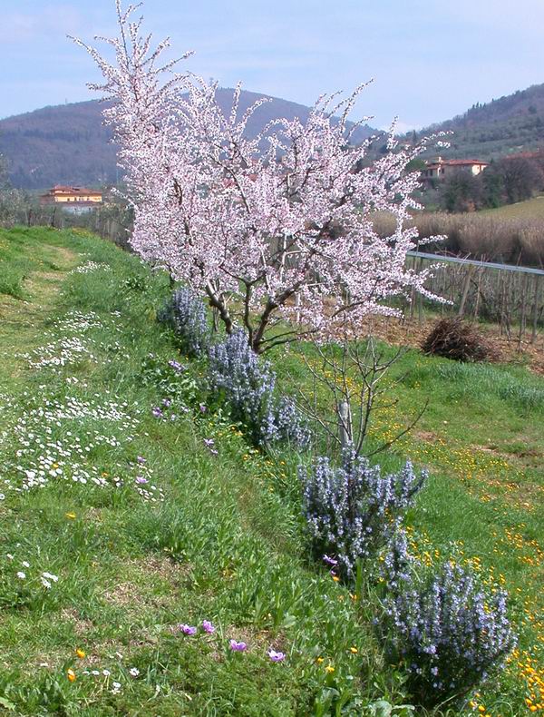 Prunus dulcis / Mandorlo